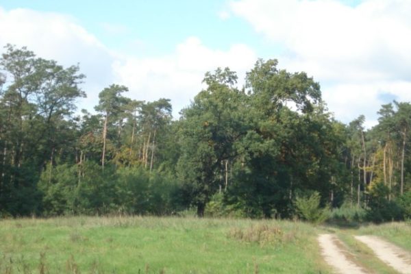 Atrakcyjny teren do nabycia w Kościnie
